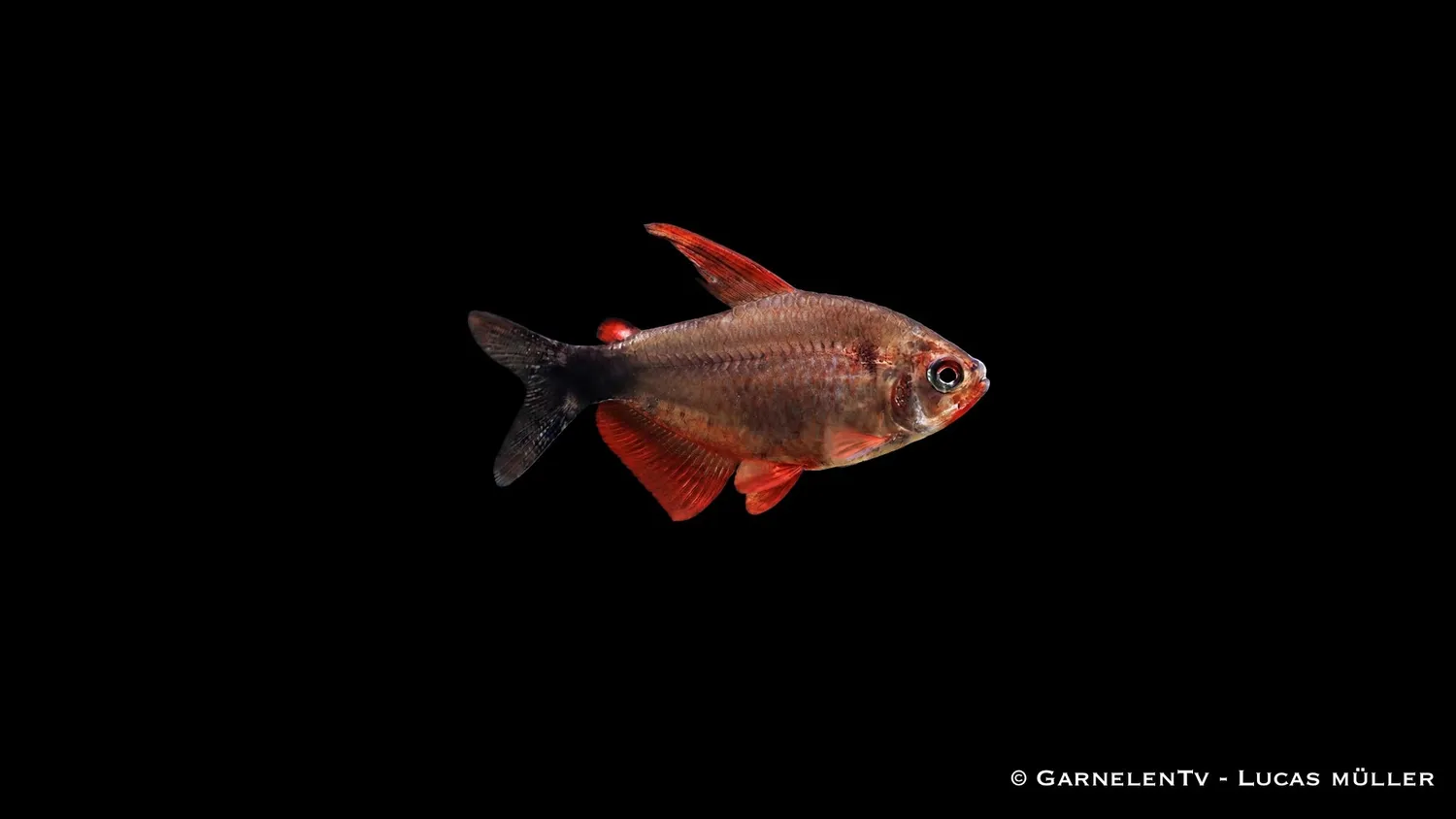 Garnelen TV Hyphessobrycon peugeotorum stimtetra 2-3cm