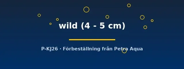 Pterophyllum scalare wild skalar 4–5 cm vildfärgad
