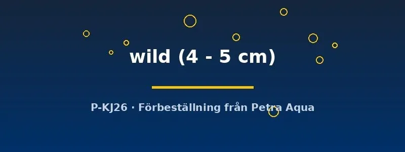 Pterophyllum scalare wild skalar 4–5 cm vildfärgad