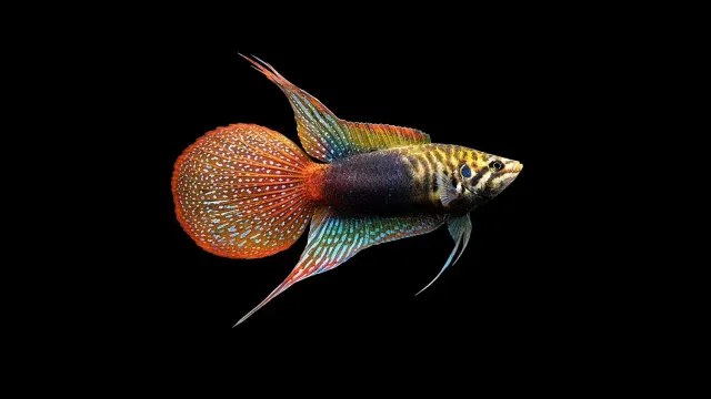 Garnelen TV Kina makropod Macropodus chinensis 4-5 cm tålig