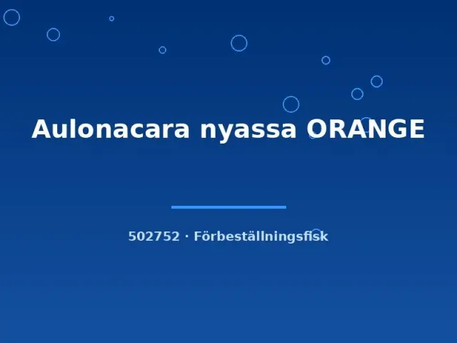 Aulonocara nyassa orange ciklid 6–8 cm malawi