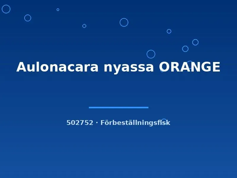 Aulonocara nyassa orange ciklid 6–8 cm malawi