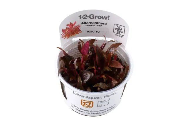Akvarievalvet Alternanthera reineckii Mini akvarieväxt röd