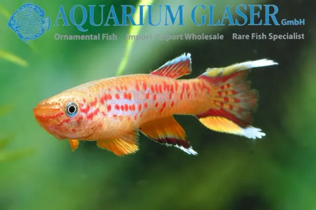 Näsets Ciklidhobby Golden Cap Lopez killi akvariefisk sm-md guld