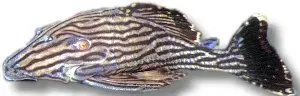 Näsets Ciklidhobby Royal panaque mal 5–6 cm