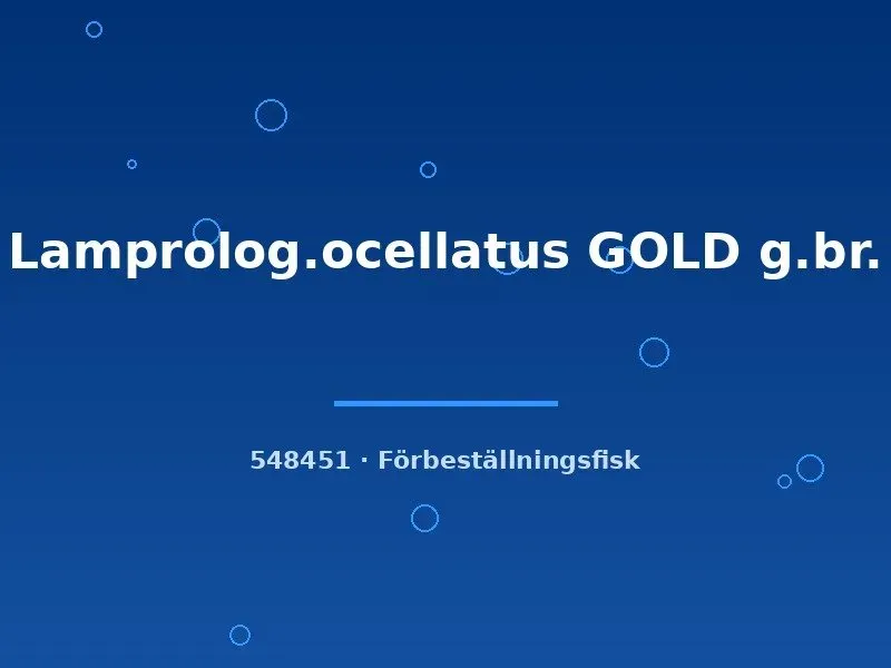 Lamprologus ocellatus Gold snäckciklid 2–3 cm
