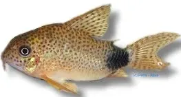 Corydoras caudomaculatus Tailspot pansarmal 3–4 cm grupp