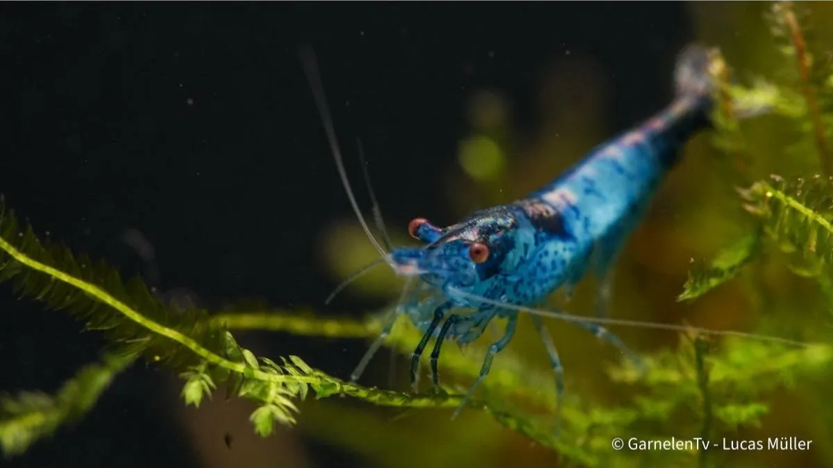 Garnelen TV Neocaridina Blue Carbon Rili räka blå