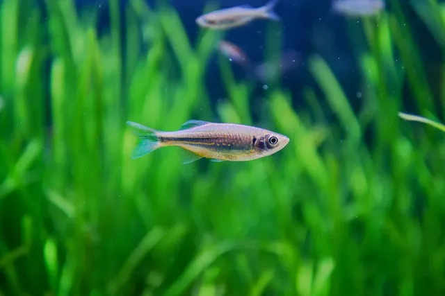 Näsets Ciklidhobby Danio malabaricus jättedanio 3–4 cm