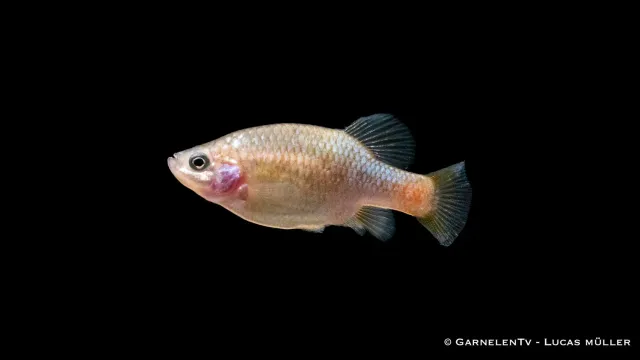 Garnelen TV Xenotoca eiseni akvariefisk banderol