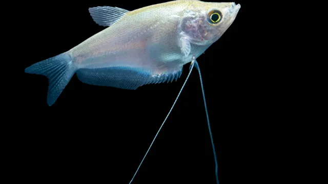 Trichogaster microlepis månskensgurami akvariefisk lugn