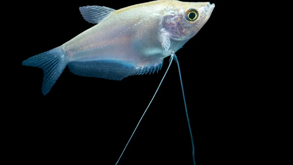 Trichogaster microlepis månskensgurami akvariefisk lugn