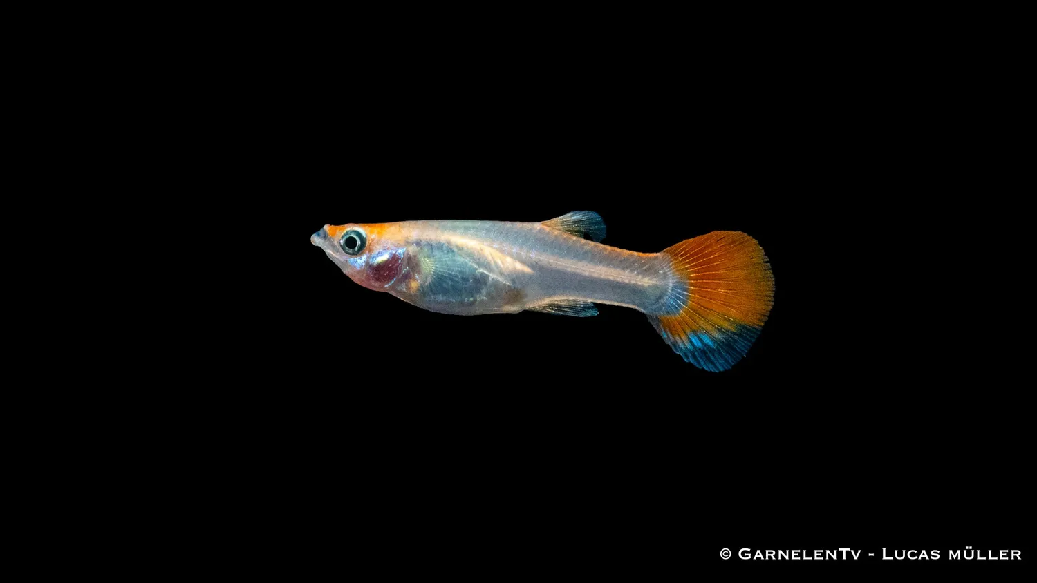 Garnelen TV Guppy Pink Metallic Poecilia reticulata hona