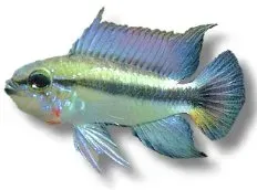 Näsets Ciklidhobby Mamore Dvärgciklid 3–4 cm akvariefisk