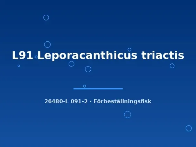 Näsets L91 Leporacanthicus triactis mal 5–7 cm
