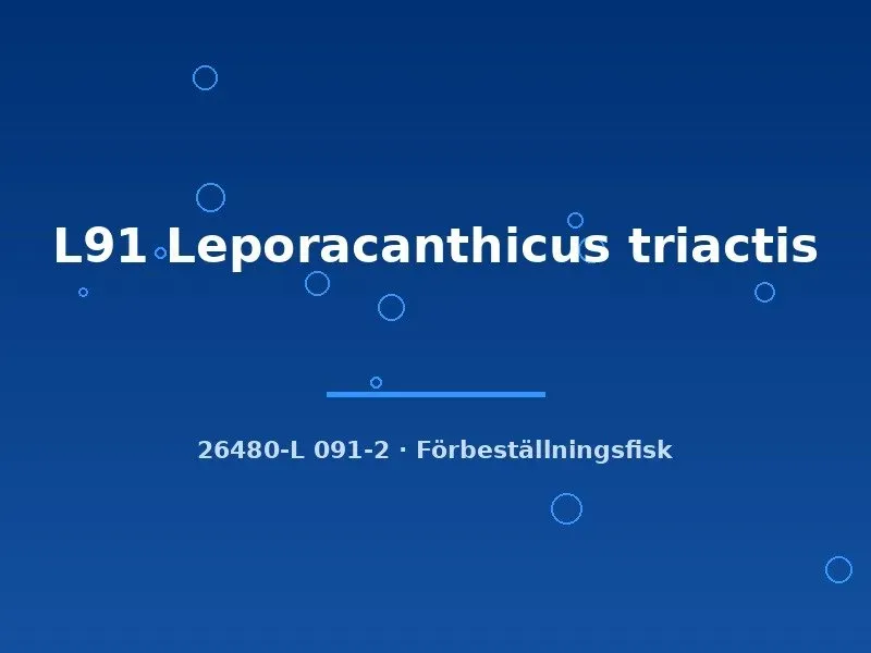 Näsets L91 Leporacanthicus triactis mal 5–7 cm