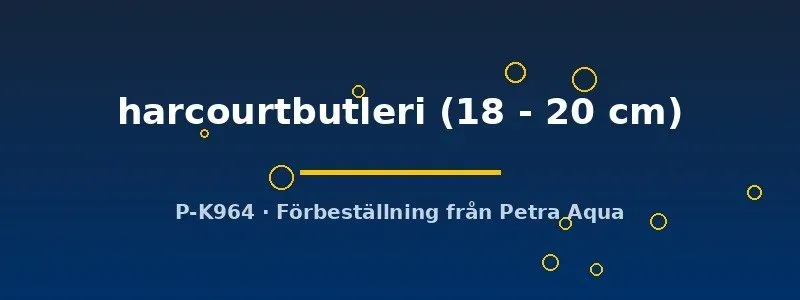 Näsets Ciklidhobby Channa harcourtbutleri ormfisk 18–20 cm
