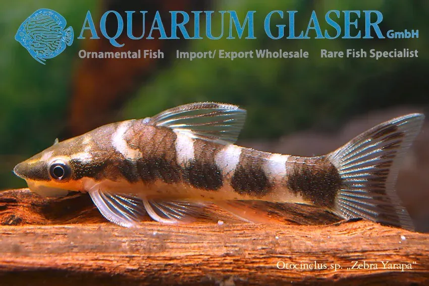 Näsets Ciklidhobby Otocinclus cocama zebra mal xlg algätare