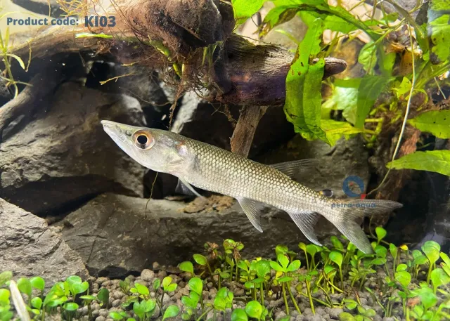 Näsets Ciklidhobby Hepsetus Odoe rovfisk 7–10 cm artkar