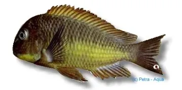 Näsets Ciklidhobby Tropheus moorii kazumba ciklid 4–5 cm