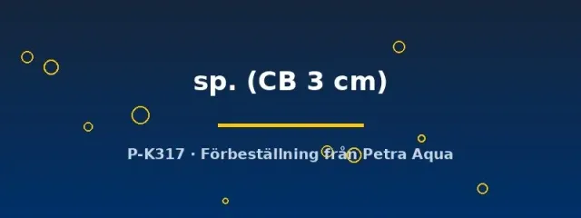 Ancistrus L309 mal CB 3 cm odlad
