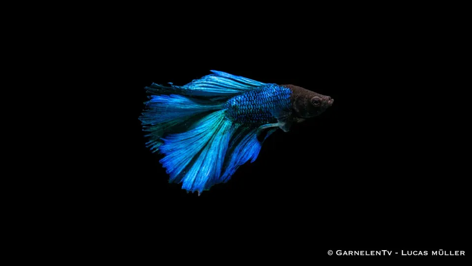 Garnelen TV Halfmoon Rosetail Betta splendens hane