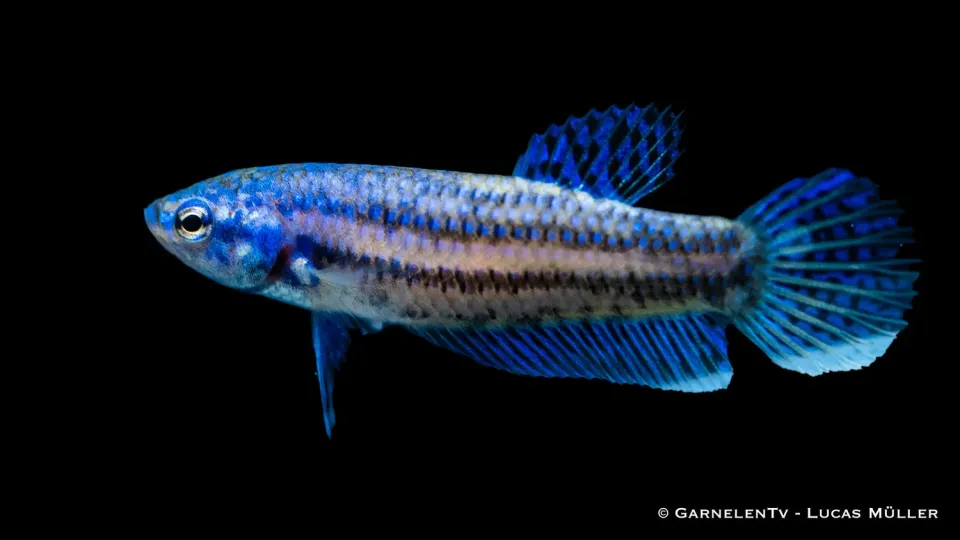 Garnelen TV Alien kampfisk hona Betta sp lugn