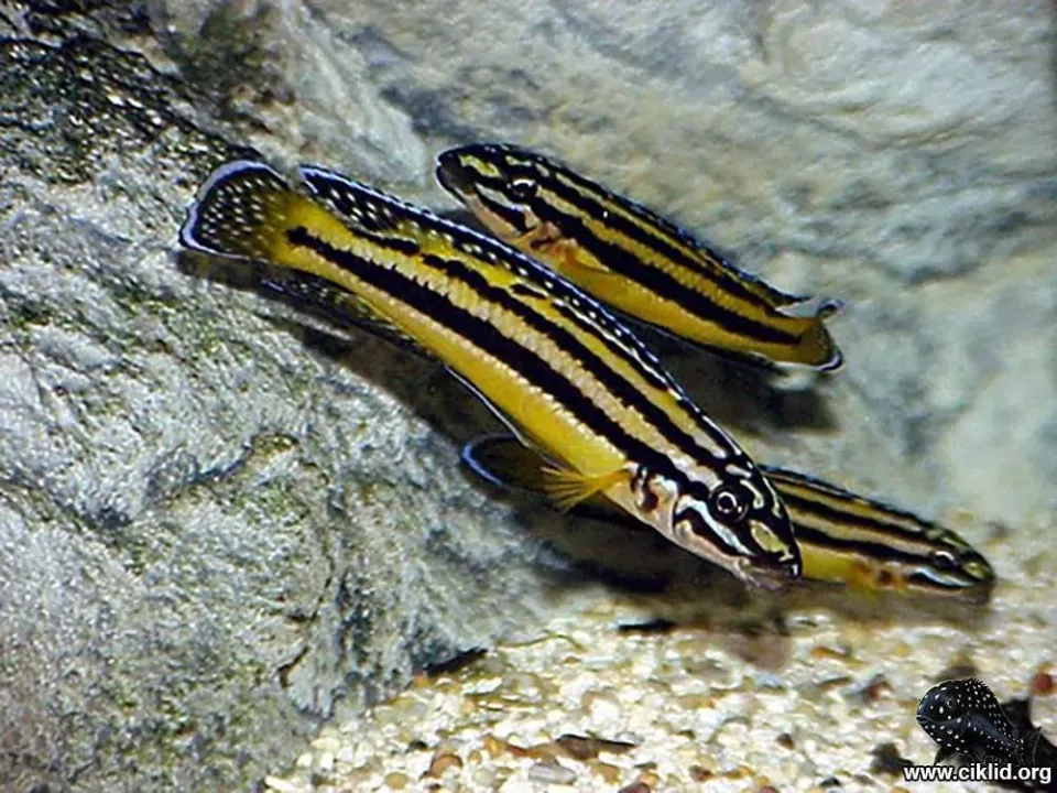 Näsets Ciklidhobby Julidochromis marksmithi ciklid 3–4 cm