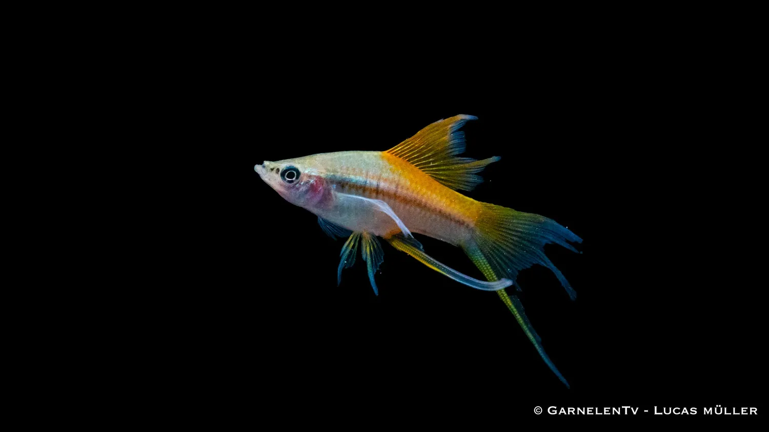 Garnelen TV Neon svärdbärare akvariefisk 5–7 cm