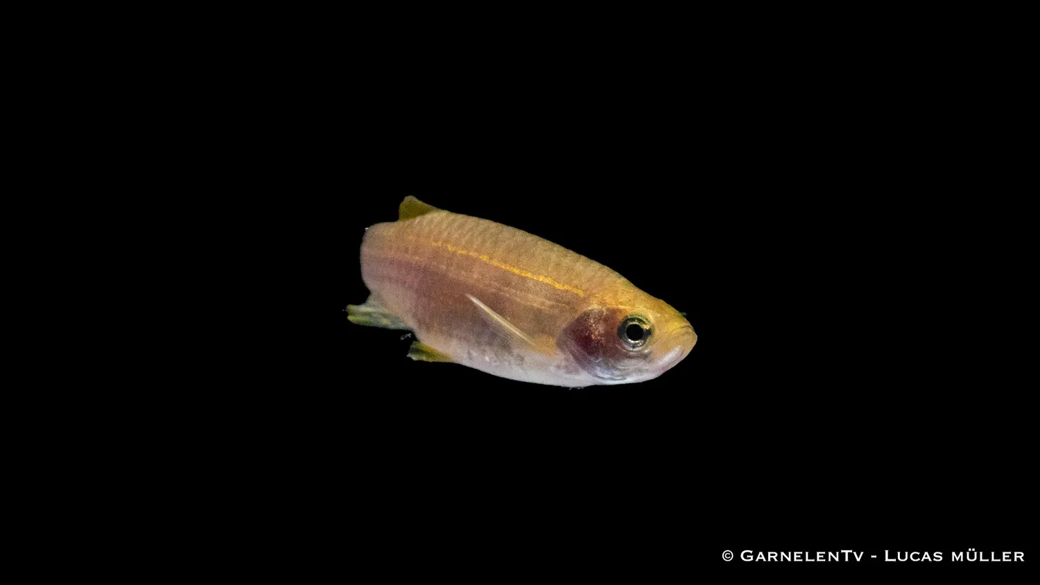 Garnelen TV zebrabärbling gyllene akvariefisk Brachydanio rerio