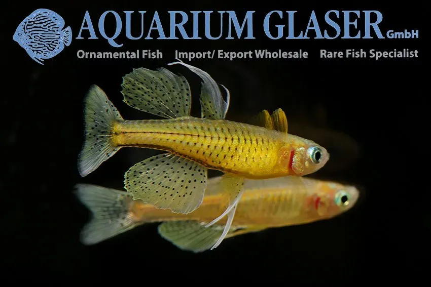 Näsets Ciklidhobby Pseudomugil gertrudae blåögonfisk sm stimfisk