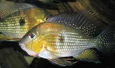 Näsets Ciklidhobby Acarichthys geayi akvariefisk 3–4 cm
