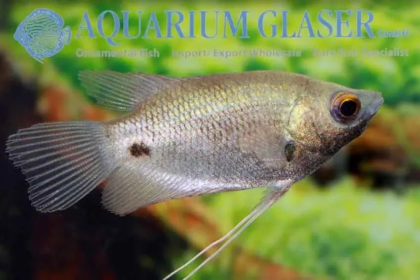 Näsets Ciklidhobby Red Tail jättegurami 8–10 cm vild