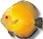 Näsets Ciklidhobby Discus golden pigeon diskus 10–12,5 cm