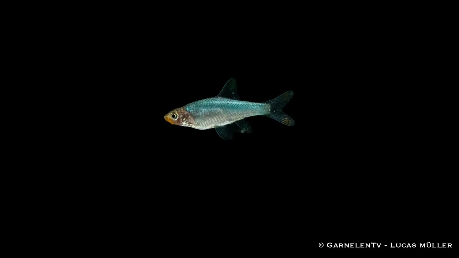Garnelen TV Sawbwa resplendens nacktlaube stimfisk