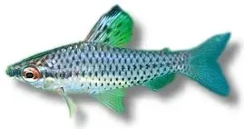 Näsets Ciklidhobby Chilodus punctatus headstander 3–3,5 cm