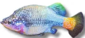 Näsets Ciklidhobby Xenotoca eiseni Red-Tailed Goodeid levandefödare 5–7 cm