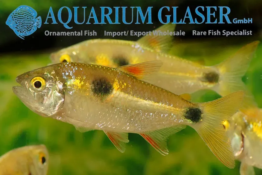 Exodon paradoxus rovtetra 5–7 cm förbeställning