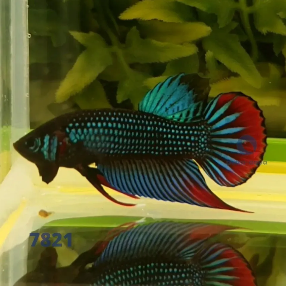 Näsets Ciklidhobby Betta Imbellis Red Tail kampfisk hane L