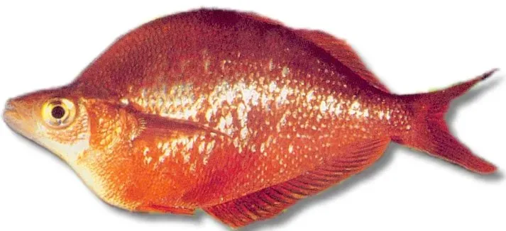 Näsets Glossolepis incisus regnbågsfisk 4,5-5,5 cm