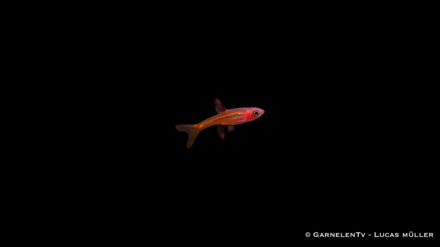 Garnelen TV Mosquitorasbora Boraras brigittae akvariefisk stim