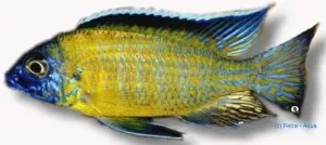 Näsets Ciklidhobby Steveni Blue Neon ciklid XL malawi