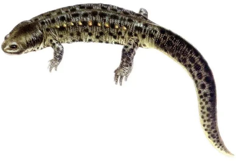 Näsets Ciklidhobby Pleurodela salamander 7–10 cm