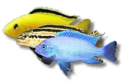 Näsets Ciklidhobby Malawi mixed ciklid 2–3 cm akvariefisk