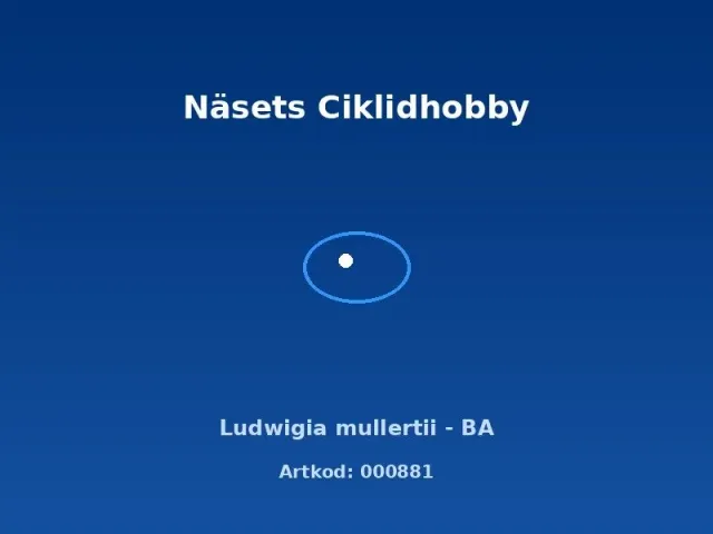 Näsets Ciklidhobby Ludwigia mullertii akvarieväxt BA