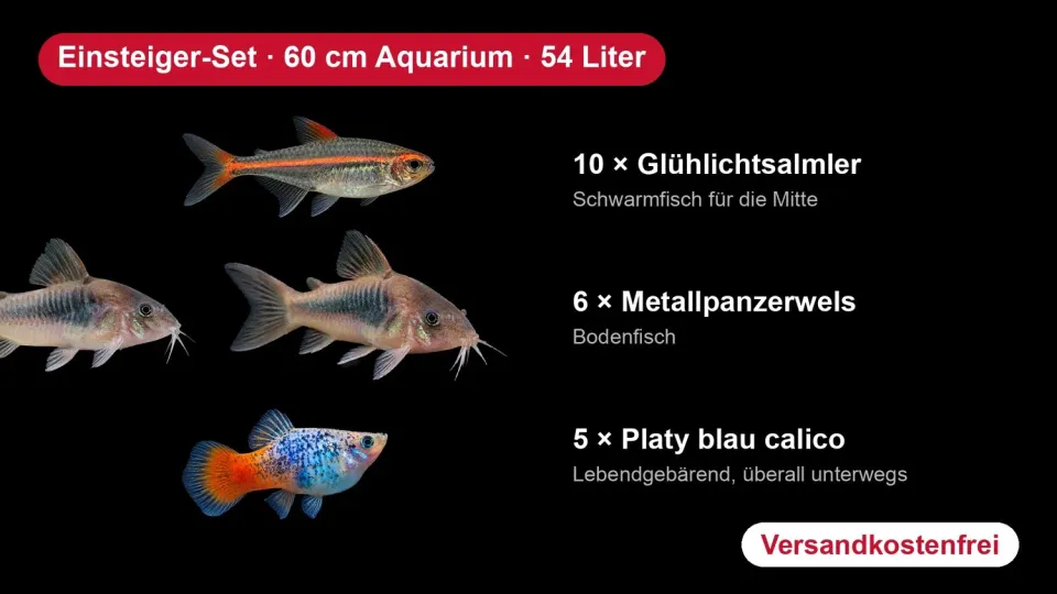 Garnelen TV startset 60 cm akvariefisk 54 liter 21 fiskar