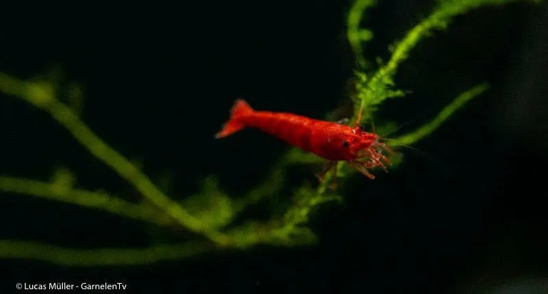 Garnelen TV Red Cherry räka Red Fire Neocaridina röd