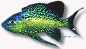 Näsets Ciklidhobby Cyathopharynx Furcifer ciklid 4–5 cm
