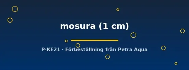 Näsets Ciklidhobby Caridina mosura räka 1 cm vit