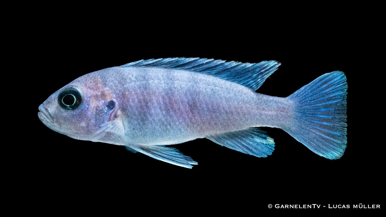 Garnelen TV Afra White Top Galileya Reef malawiciklid blå